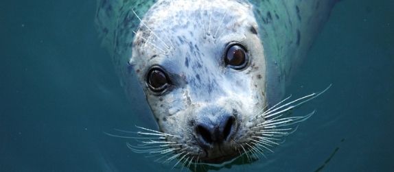 harbor seal at the new england aquarium